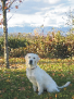 photo golden retriver