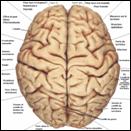 photo cerveau